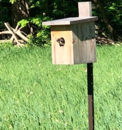 St James Website New-12 Tree Swallow in a bird box