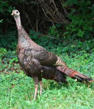 St James Website New-13 Wild Turkey